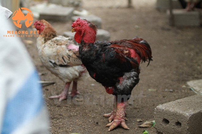 Bán gà đông tảo giống tại tphcm, Tây ninh, đồng nai